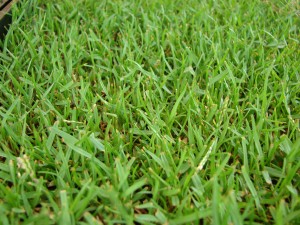 Starr_070906-8519_Zoysia_sp.