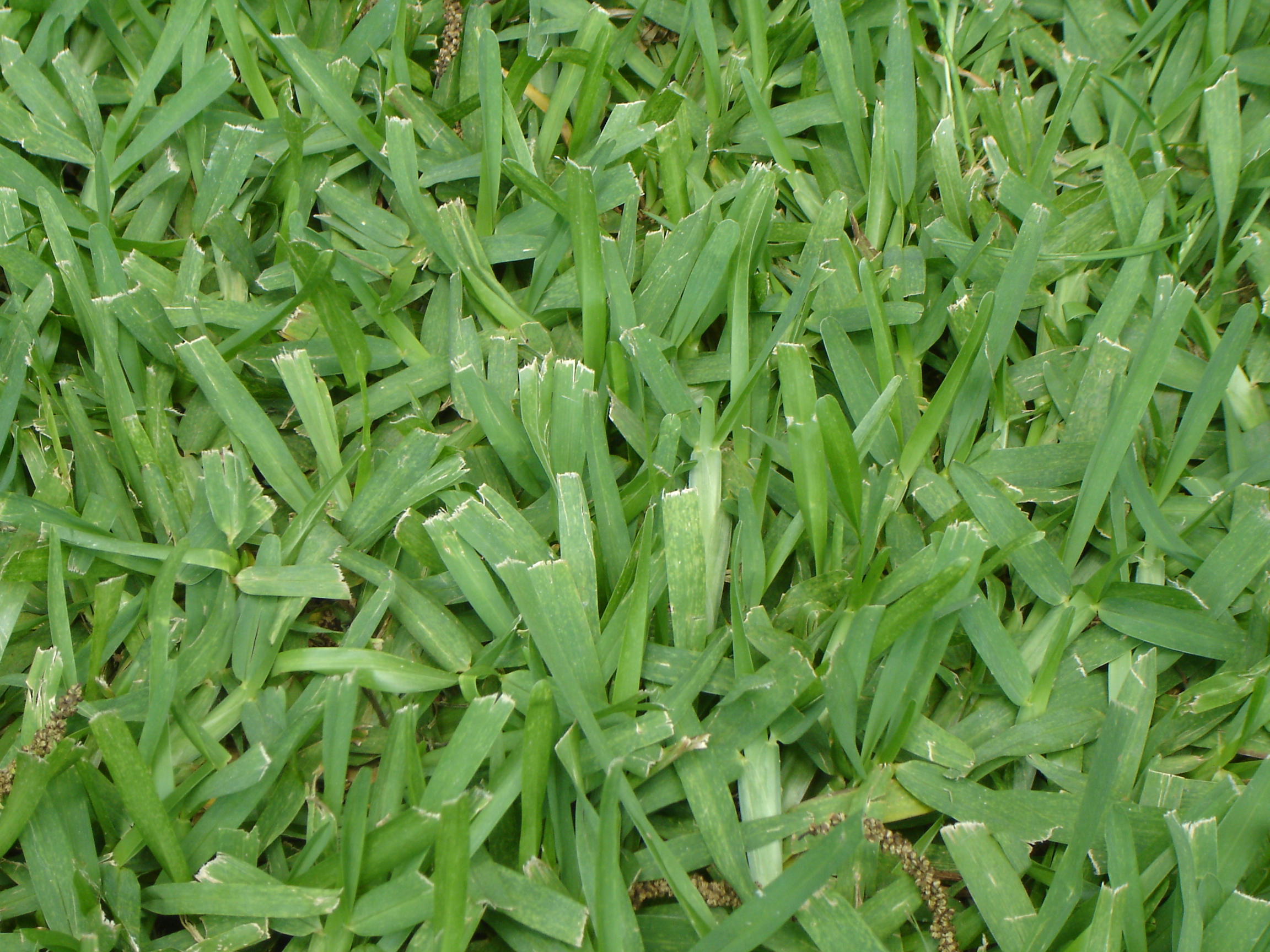 Types of Grass