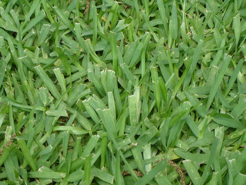 Types of Grass